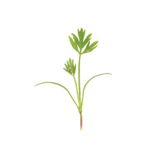 Load image into Gallery viewer, 50 Purple Kisses Queen Anne's Lace Flower Seeds
