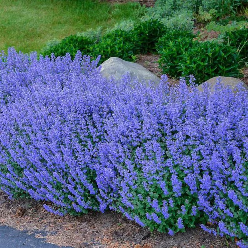 catmint plant seeds 100 Blue Catmint Flower Seeds
