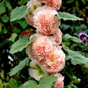 50 Chaters Double Mixed Color Hollyhock Flower Seeds