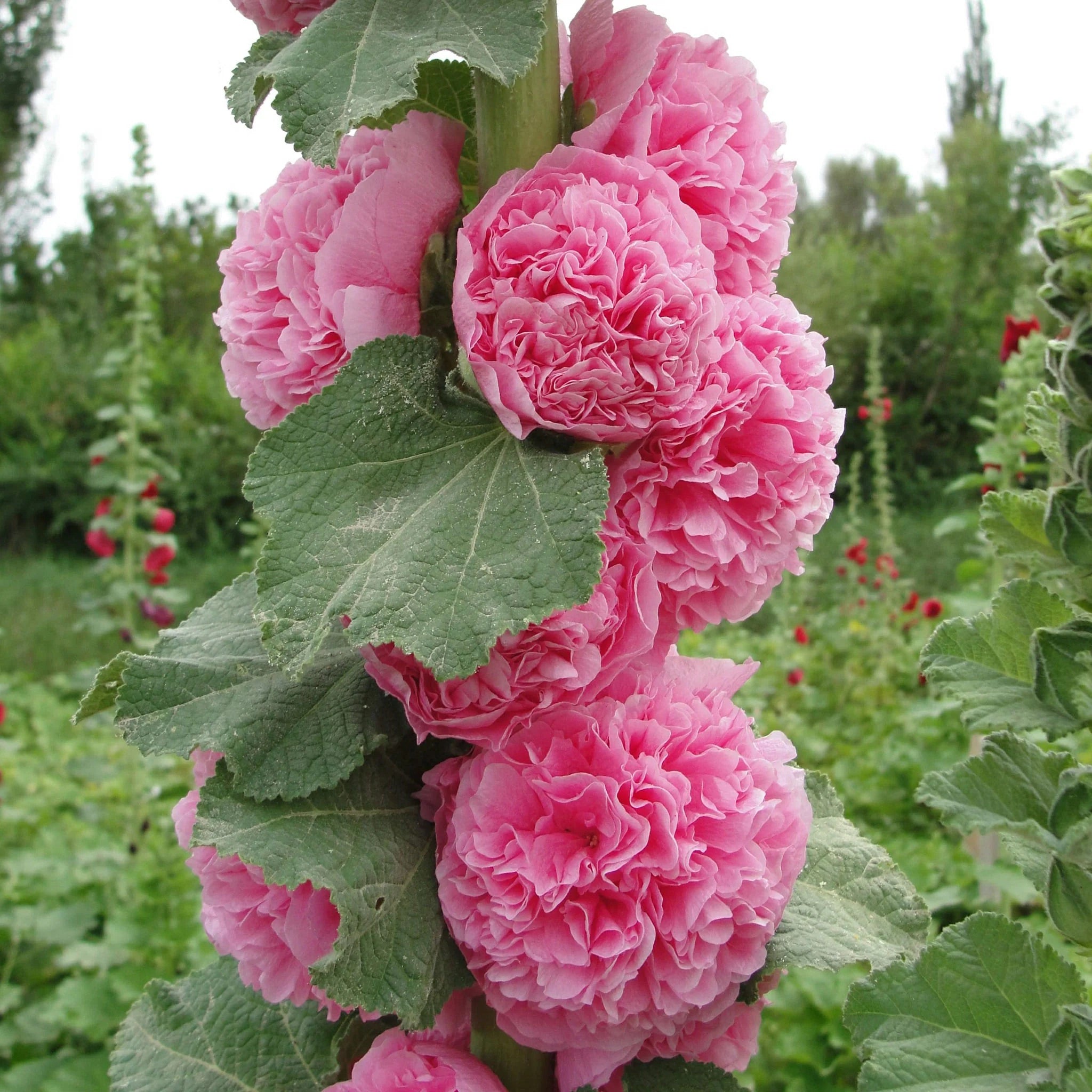 hollyhock flower seeds Bulk Pack Chaters Double Mixed Color Hollyhock Flower Seeds