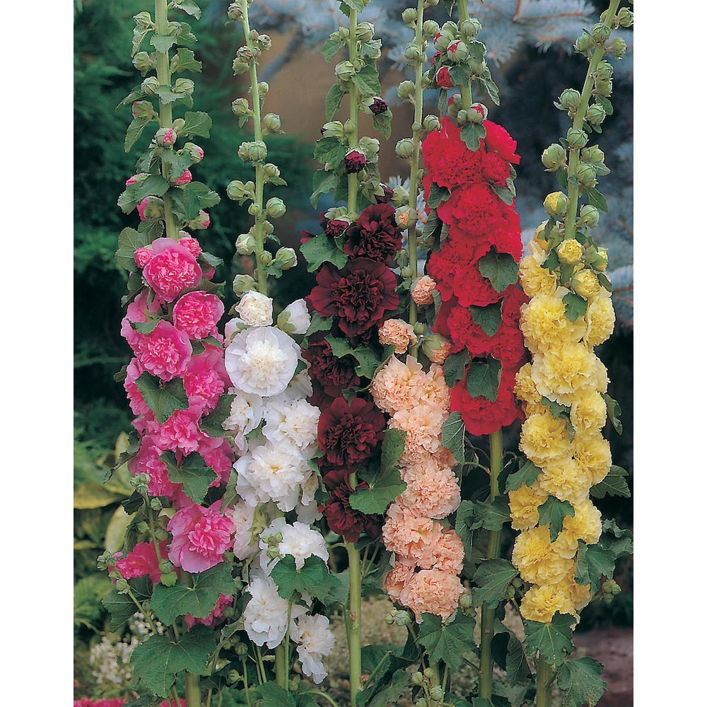 50 Chaters Double Mixed Color Hollyhock Flower Seeds
