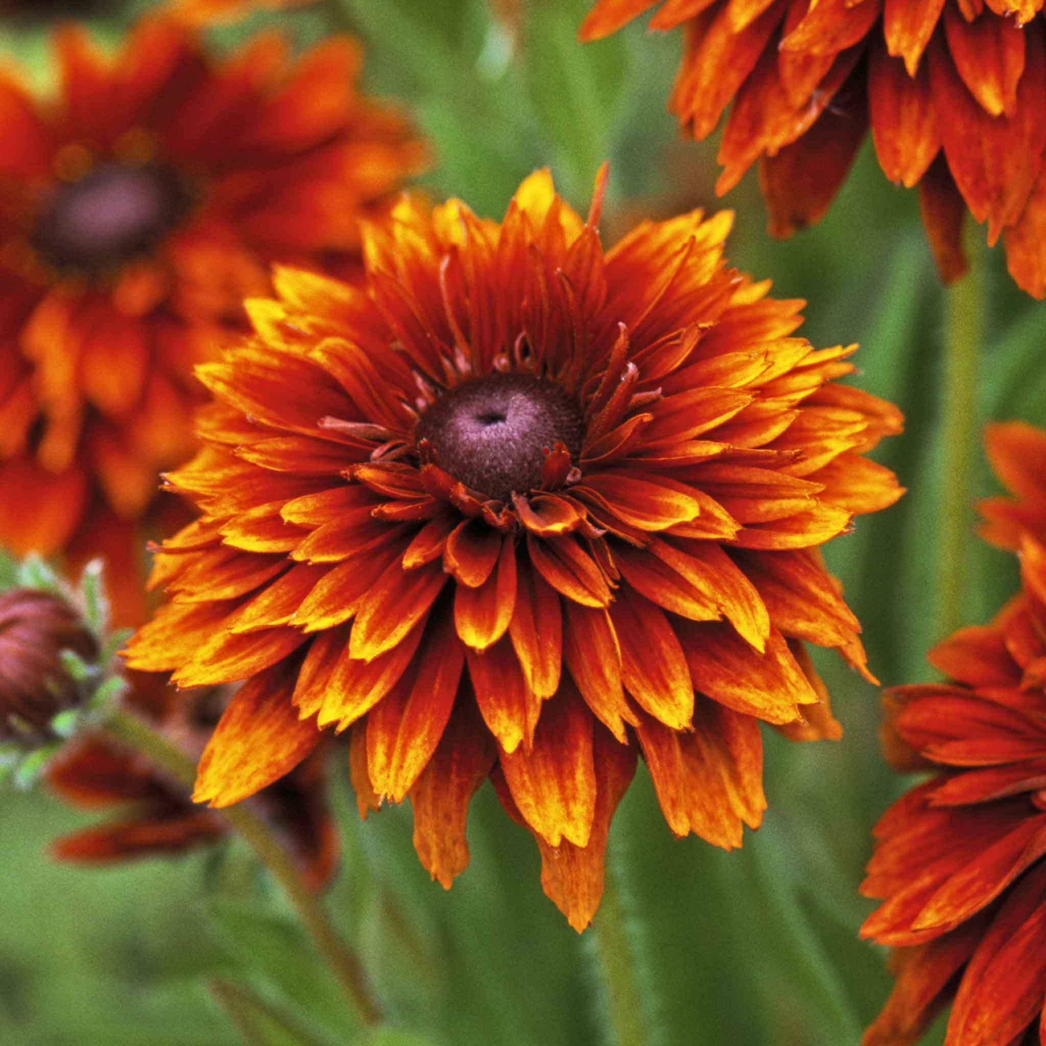 rudbeckia flower seeds Rudbeckia Flower Seeds - Cherokee Sunset | Rudbeckia hirta