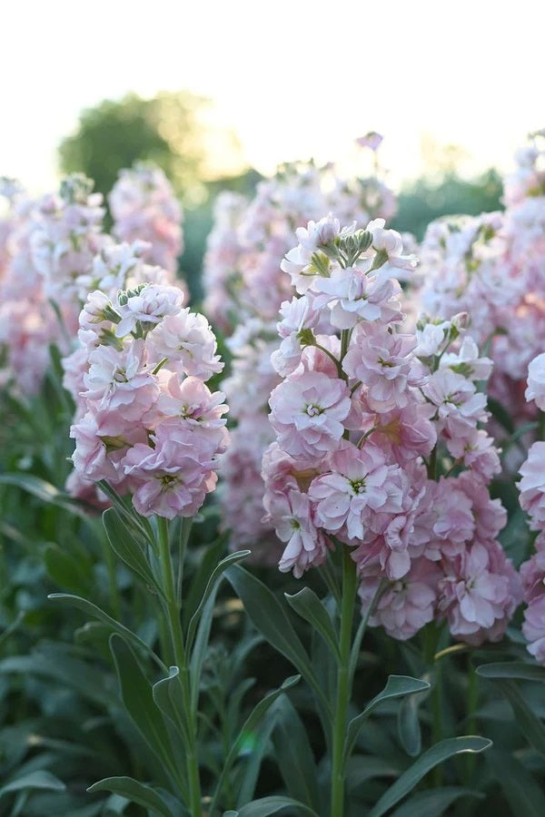 stock flower seed 100 Cherry Blossom Stock Flower Seeds