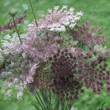 Load image into Gallery viewer, 50 Purple Kisses Queen Anne's Lace Flower Seeds
