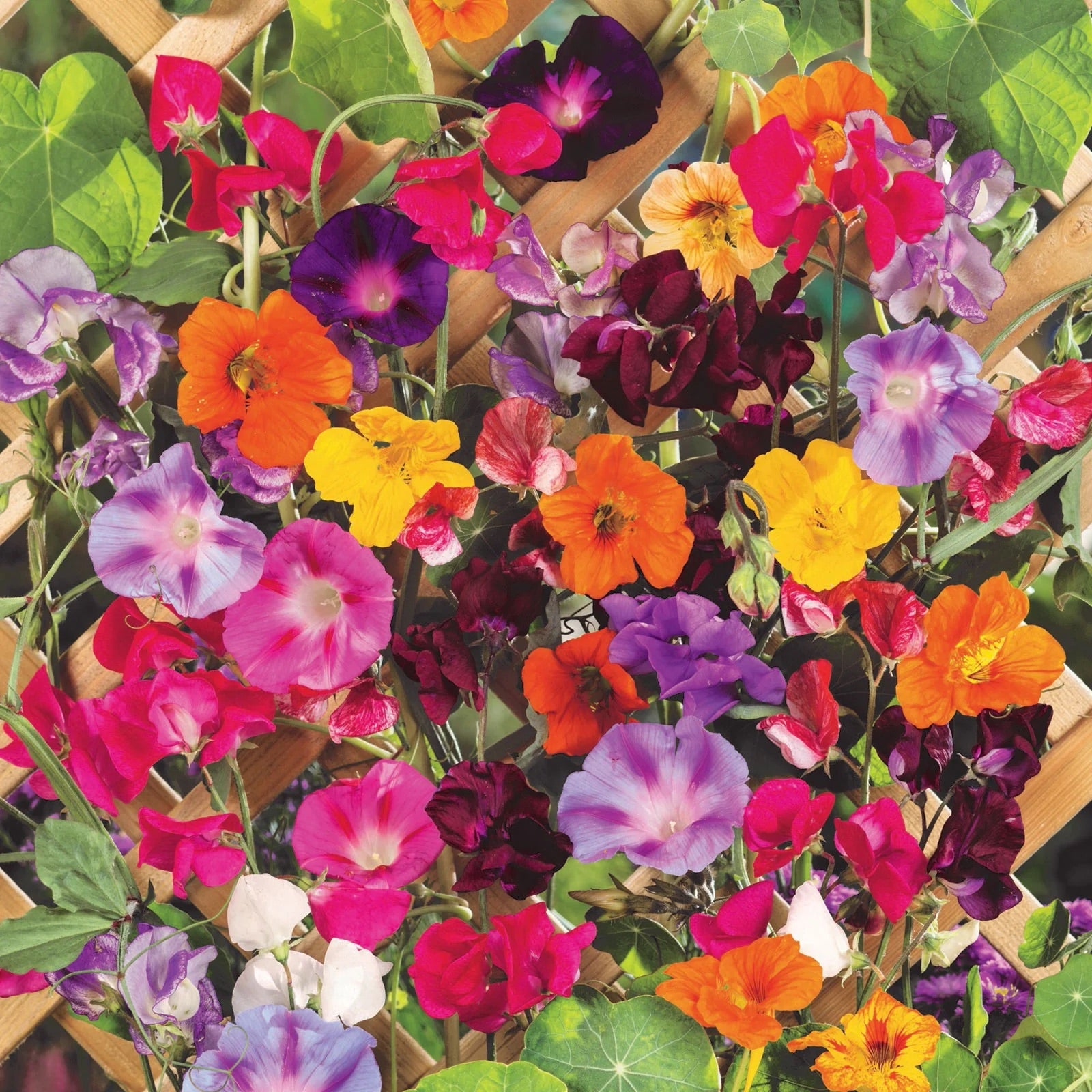 climber flower seeds 30 Climbing Vine Flower Seed Mix – New Hill Farms