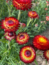 Load image into Gallery viewer, 200 Copper Red Strawflower Flower Seeds
