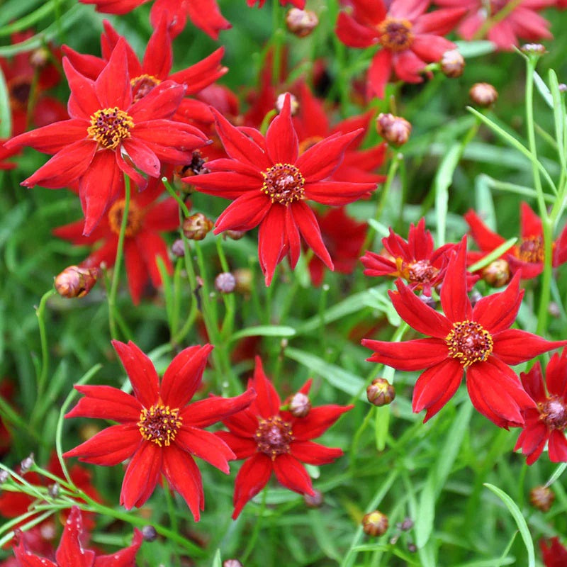 coreopsis flower seeds 100 Coreopsis "Amulet" Flower Seeds