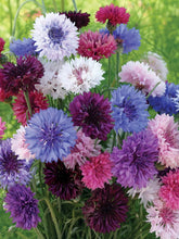 Load image into Gallery viewer, 200 Deluxe Mix Bachelor Button Cornflower Seeds
