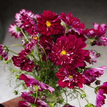 Load image into Gallery viewer, 25 Double Click Cranberry Cosmos Flower Seeds
