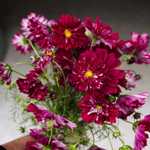 25 Double Click Cranberry Cosmos Flower Seeds