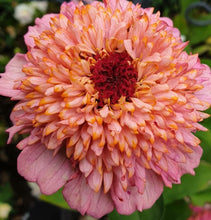 Load image into Gallery viewer, 50 Peaches and Cream Crested Zinnia Flower Seeds
