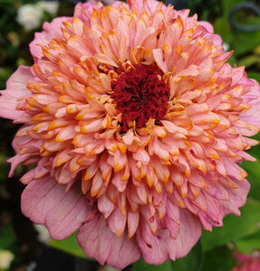 50 Peaches and Cream Crested Zinnia Flower Seeds