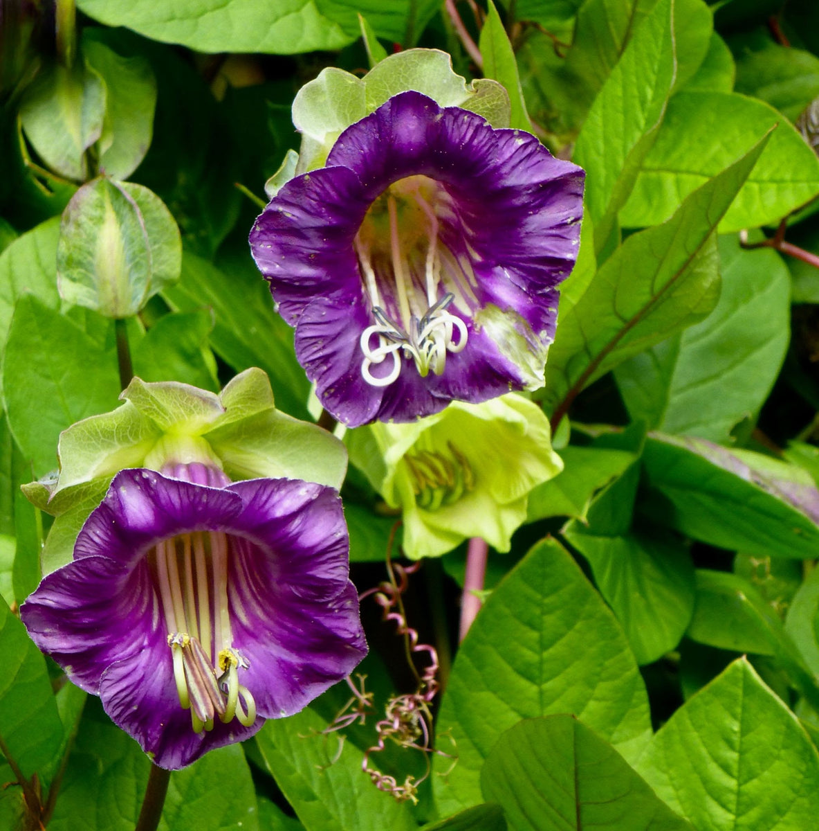 10 Violet Cup and Saucer Vine Flower Seeds New Hill Farms