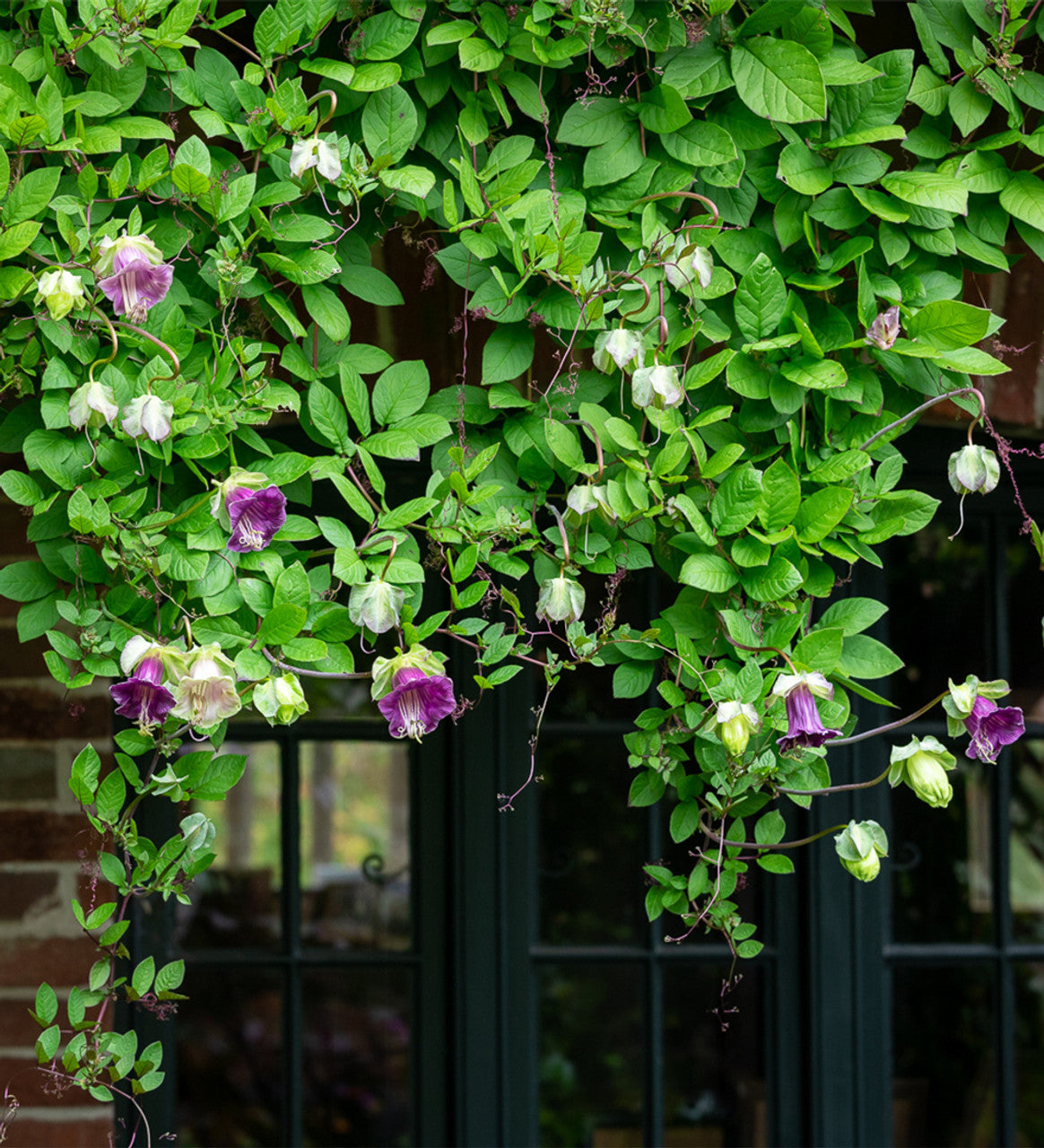 cup and saucer plant seeds 10 Violet Cup and Saucer Vine Flower Seeds – New Hill Farms