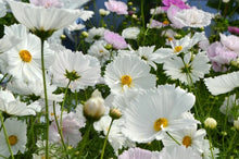 Load image into Gallery viewer, 50 Cupcakes Mix Cosmos Flower Seeds
