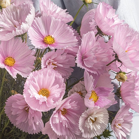 cupcake cosmos flower seeds 25 Cupcakes Blush Cosmos Flower Seeds