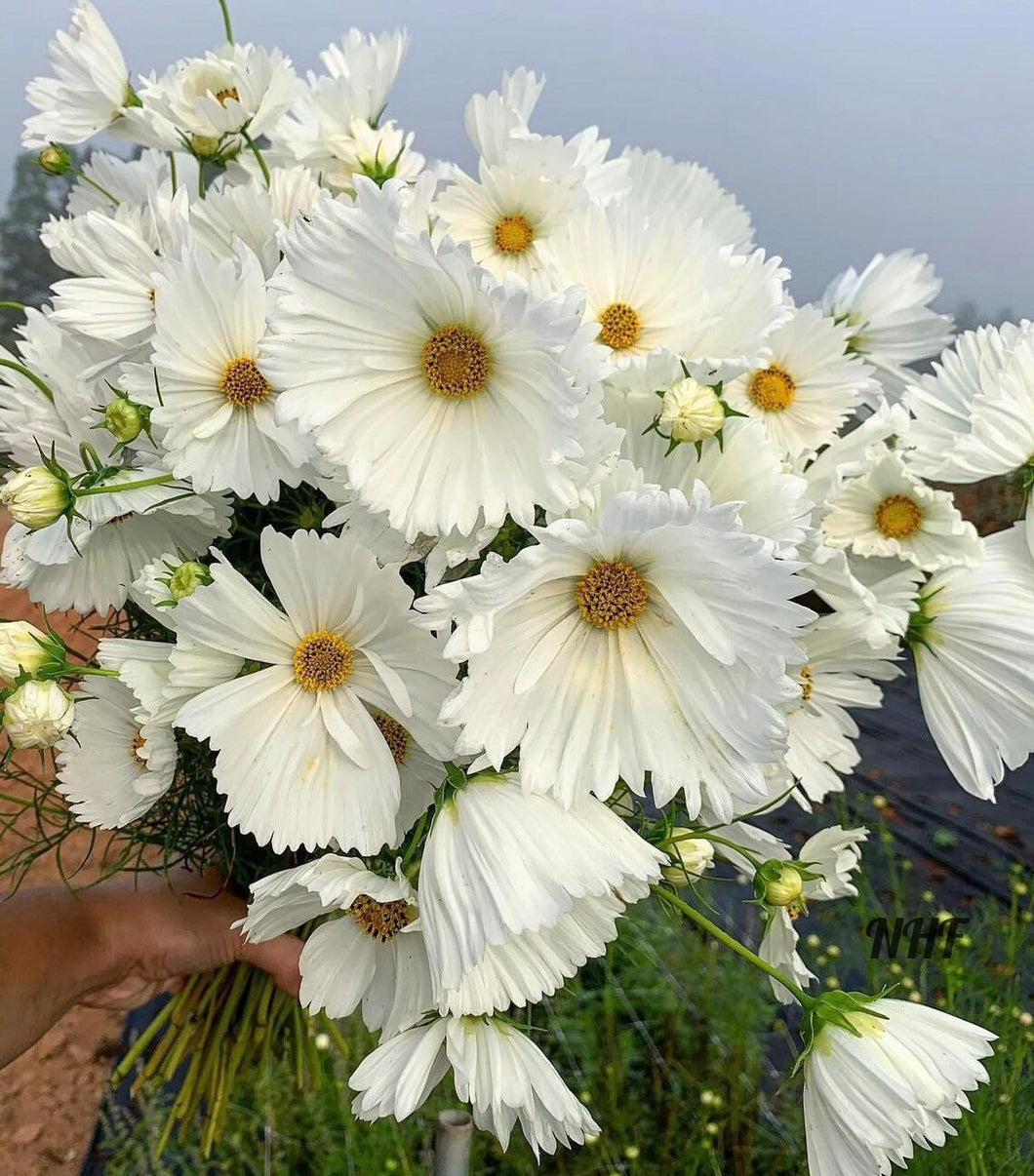 25 Cupcakes White Cosmos Flower Seeds