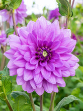 Load image into Gallery viewer, 30 Dahlia Showtime-Showpiece Flower Seeds
