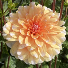 Load image into Gallery viewer, 30 Dahlia Showtime-Showpiece Flower Seeds
