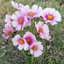 Load image into Gallery viewer, 300 Daydream Blush Cosmos Flower Seeds
