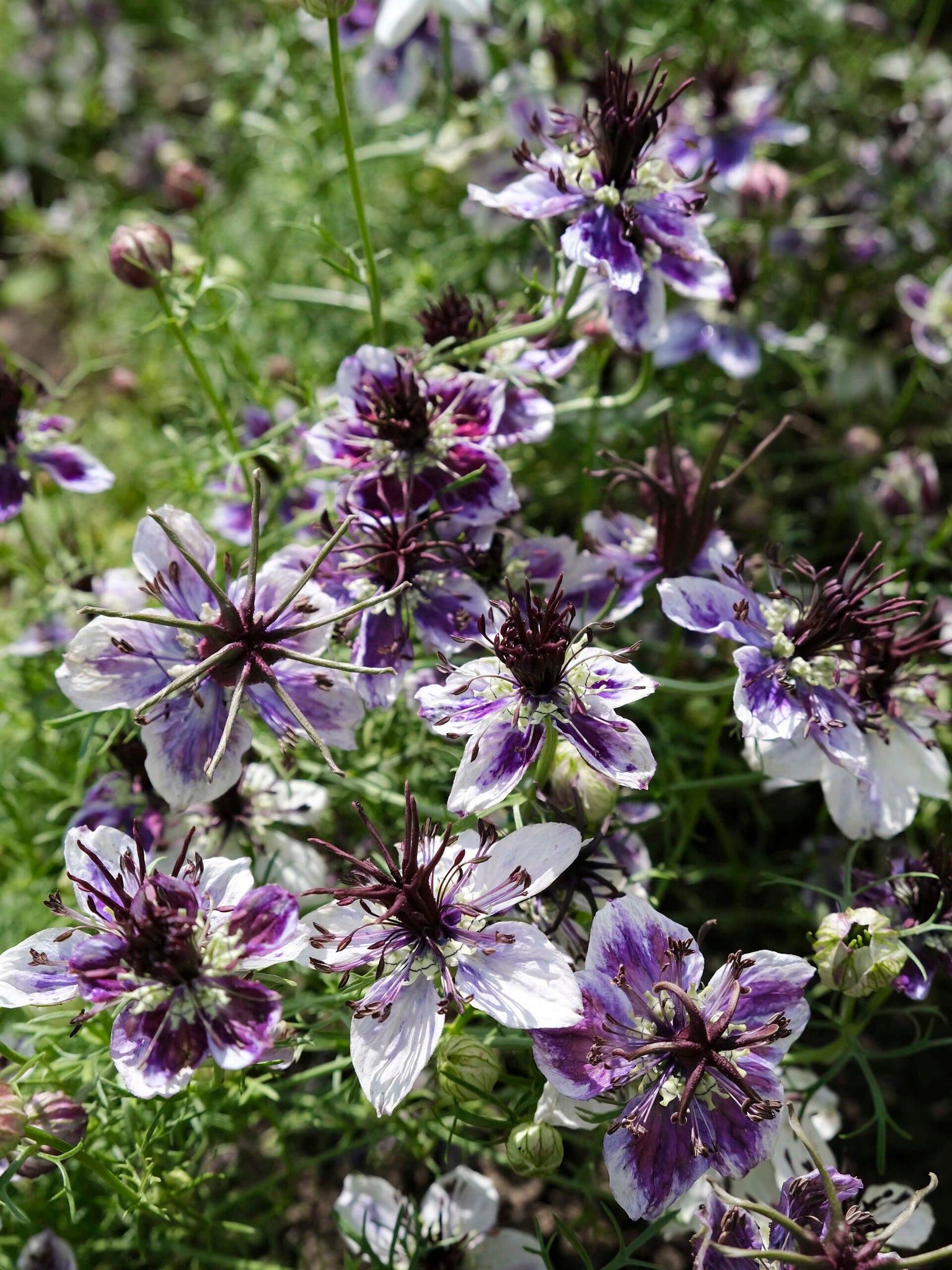nigella flower seeds 50 Delft Blue Nigella Flower Seeds – New Hill Farms