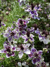 Load image into Gallery viewer, 50 Delft Blue Nigella Flower Seeds

