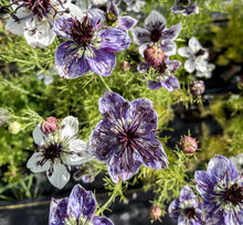 Load image into Gallery viewer, 50 Delft Blue Nigella Flower Seeds
