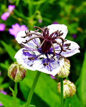 Load image into Gallery viewer, 50 Delft Blue Nigella Flower Seeds
