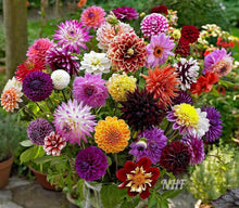 Load image into Gallery viewer, 30 Deluxe Mix Dahlia Flower Seeds
