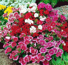 Load image into Gallery viewer, 500 Chinese Pinks Dianthus Flower Seeds
