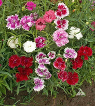 Load image into Gallery viewer, 500 Chinese Pinks Dianthus Flower Seeds
