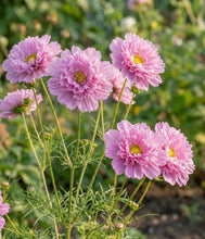 Load image into Gallery viewer, 50 Double Dutch Rose Cosmos Flower Seeds
