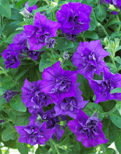 Load image into Gallery viewer, 25 Double Cascade Blue Petunia Flower Seeds
