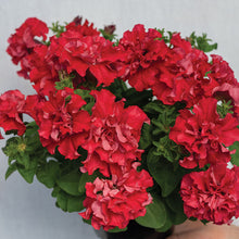 Load image into Gallery viewer, 25 Double Cascade Valentine Petunia Flower Seeds
