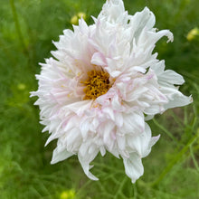 Load image into Gallery viewer, 25 Double Click Snow Puff Cosmos Flower Seeds
