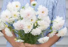 Load image into Gallery viewer, 25 Double Click Snow Puff Cosmos Flower Seeds
