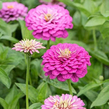 Load image into Gallery viewer, 100 Giant Blueberry Swirl Zinnia Flower Seeds
