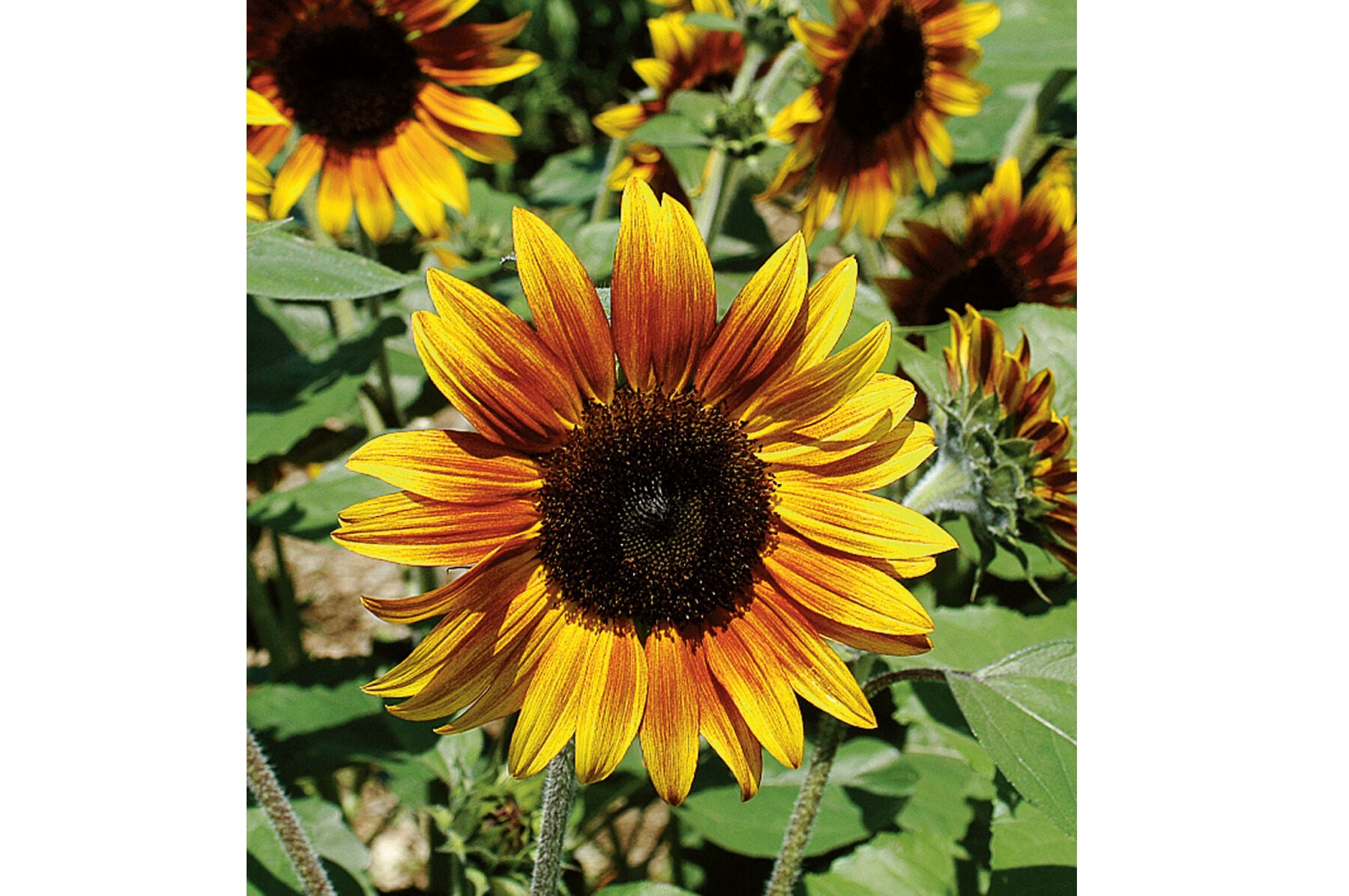dwarf sunflower seeds to plant 30 Dwarf Mix Sunflower Seeds – New Hill Farms