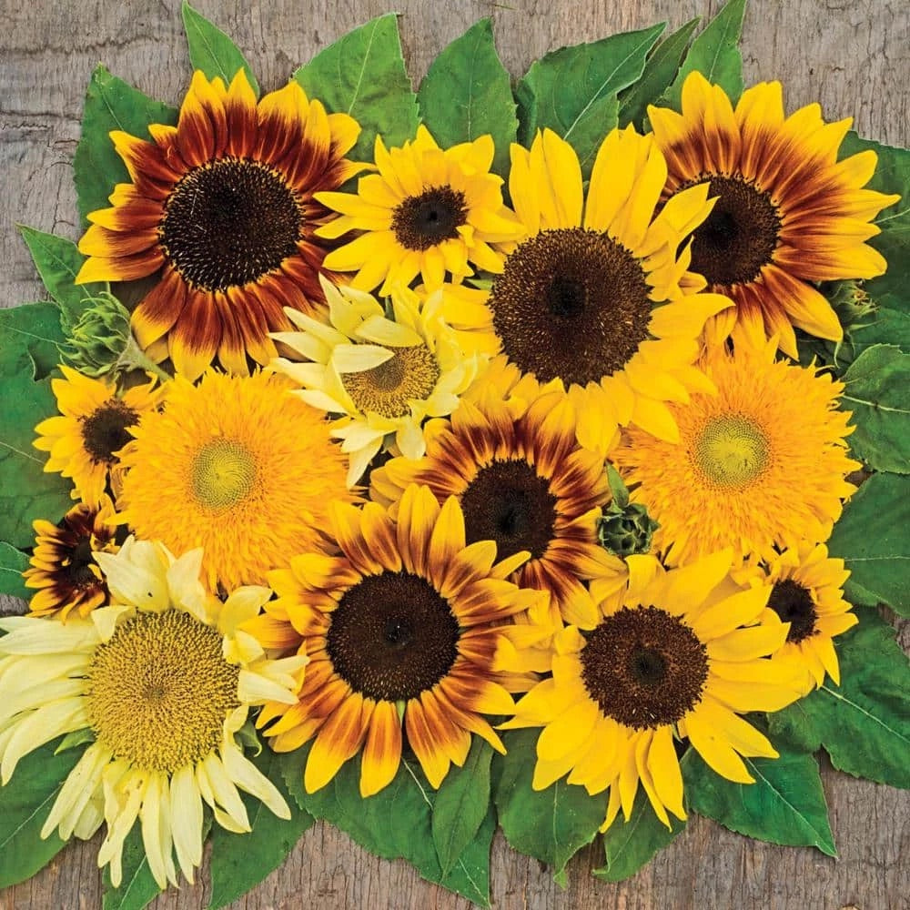 mixed sunflower seeds for planting 30 Dwarf Mix Sunflower Seeds – New Hill Farms