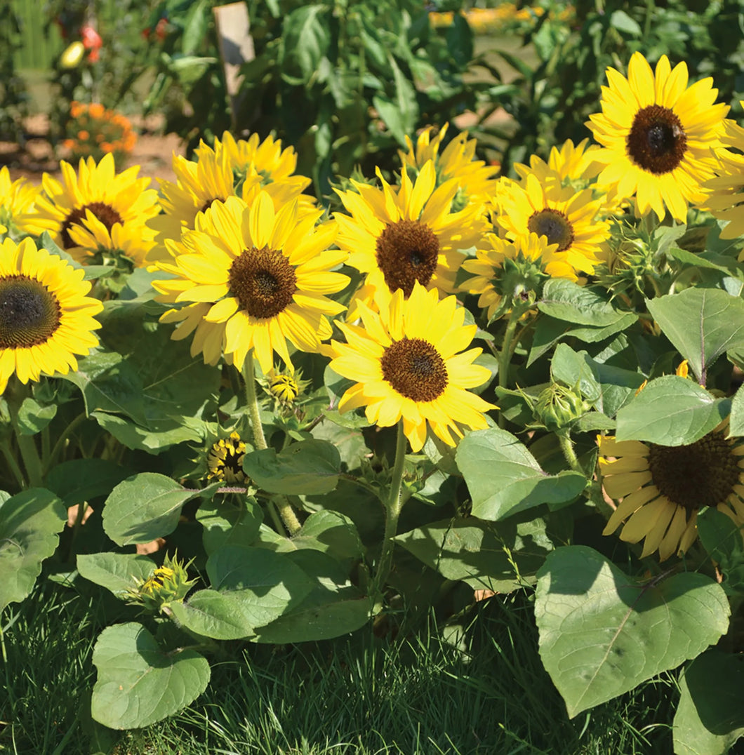30 Dwarf Yellow Sunflower Seeds