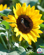 Load image into Gallery viewer, 30 Dwarf Yellow Sunflower Seeds
