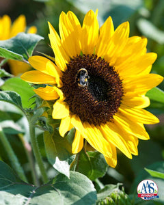 30 Dwarf Yellow Sunflower Seeds