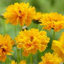 Load image into Gallery viewer, 25 Coreopsis &quot;Early Sunrise&quot; Flower Seeds
