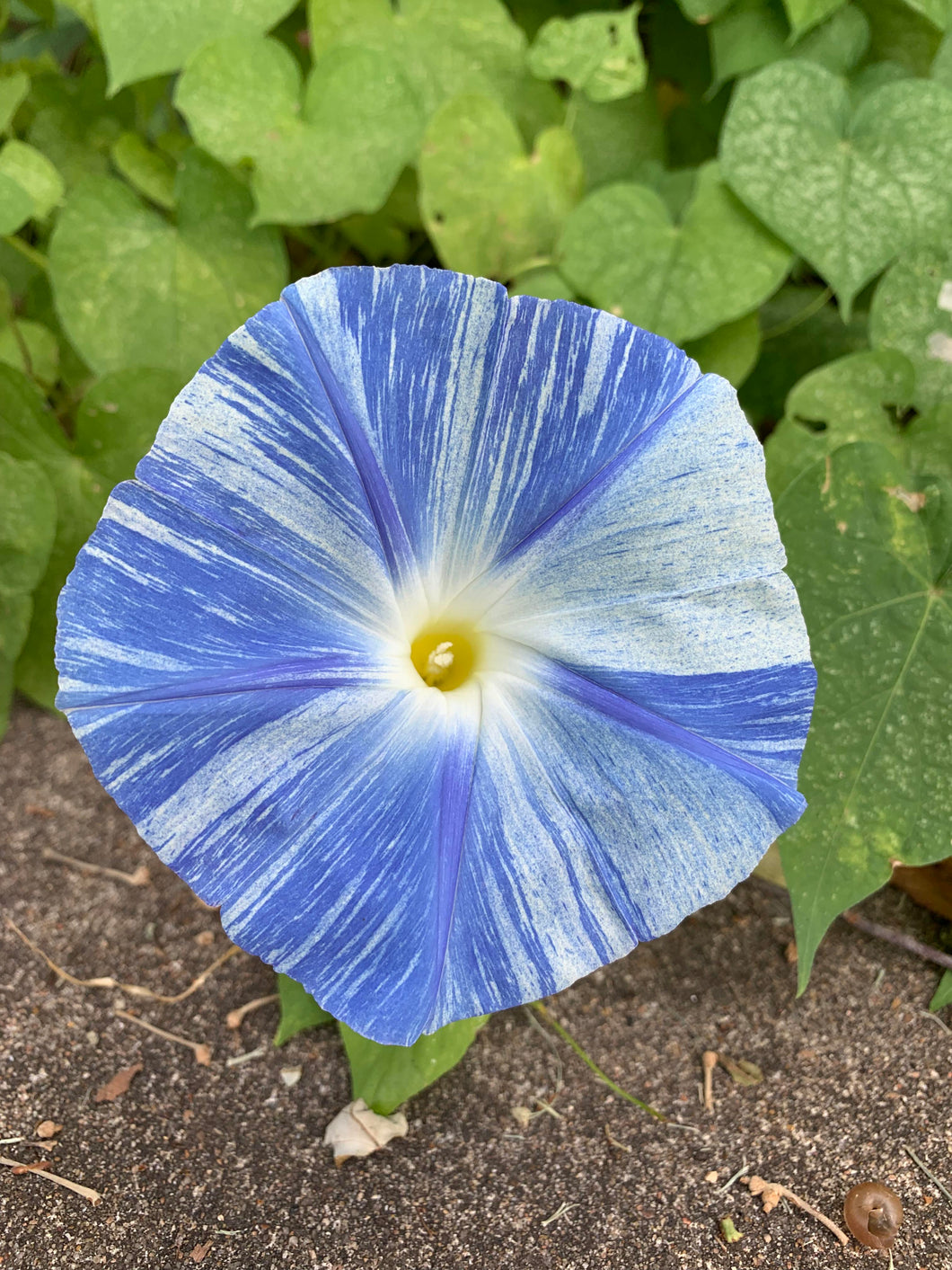 30 Flying Saucers Morning Glory Flower Seeds