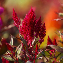 Load image into Gallery viewer, 100 Forest Fire Celosia Flower Seeds

