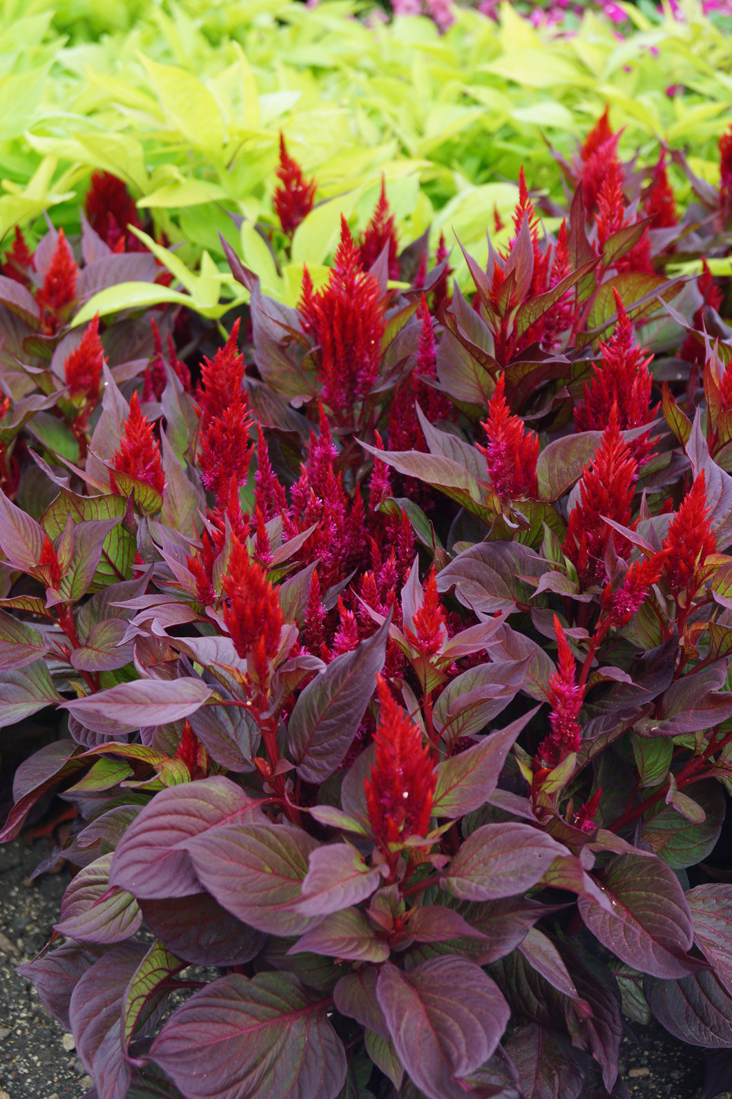 100 Forest Fire Celosia Flower Seeds