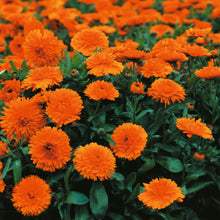 Load image into Gallery viewer, 50 Geisha Girl Orange Calendula Flower Seeds
