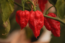 Load image into Gallery viewer, 5 Organic Ghost Pepper Vegetable Seeds
