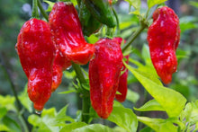 Load image into Gallery viewer, 5 Organic Ghost Pepper Vegetable Seeds

