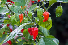 Load image into Gallery viewer, 5 Organic Ghost Pepper Vegetable Seeds
